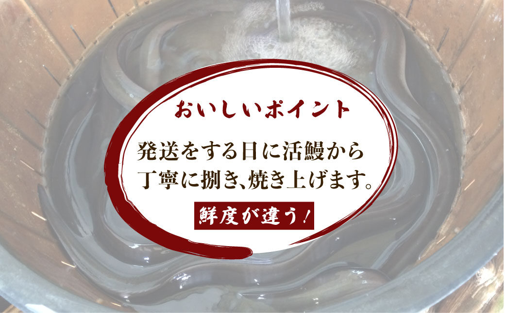 戸村川魚店の国産うなぎ 白焼き特大サイズ 4尾 セット / KTRY004 うなぎ 国産うなぎ 鰻 国産鰻 ウナギ 国産ウナギ 白焼 白焼き