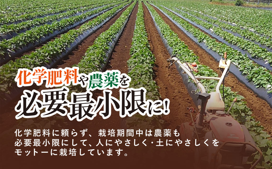 【先行予約】【訳あり】香取市産 さつまいも 紅はるか 約5kg×1 焼き芋やスイートポテトにどうぞ KTRW003 / 芋 サツマイモ さつま芋 紅はるか べにはるか ベニハルカ 焼き芋 焼芋 焼いも お芋 おいも いも 生芋