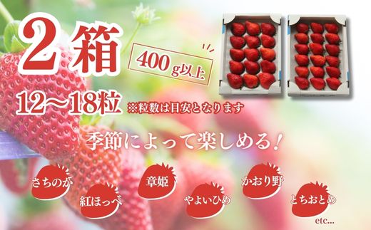 【1月から発送】山武市産 甘熟いちご 800g以上 おすすめの品種をお届け ／ふるさと納税 いちご イチゴ 苺 果物 くだもの フルーツ 旬のくだもの 季節のフルーツ 千葉県 山武市 SMB001