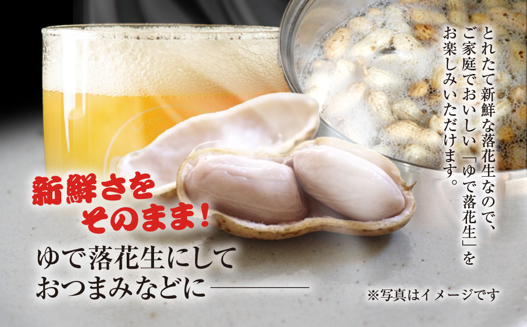 ★先行予約★【2026年9月上旬より順次発送！】とれたて新鮮! 生落花生 おおまさり 2kg 殻付き／らっかせい 落花生 生落花 掘り取り 手もぎ 新鮮 おやつ おつまみ お料理 ゆで落花生 ピーナッツ 千葉県 山武市 SMCK001