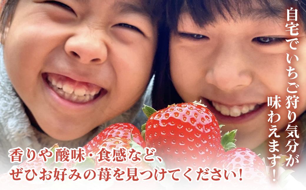 【2月から発送】自宅でいちご狩り気分! 完熟いちご6品種食べ比べセット 800g以上 ／いちご イチゴ 苺 果物 くだもの フルーツ 旬のくだもの 季節のフルーツ 食べ比べ 詰め合わせ セット 希少品種 千葉県 山武市 SMB002