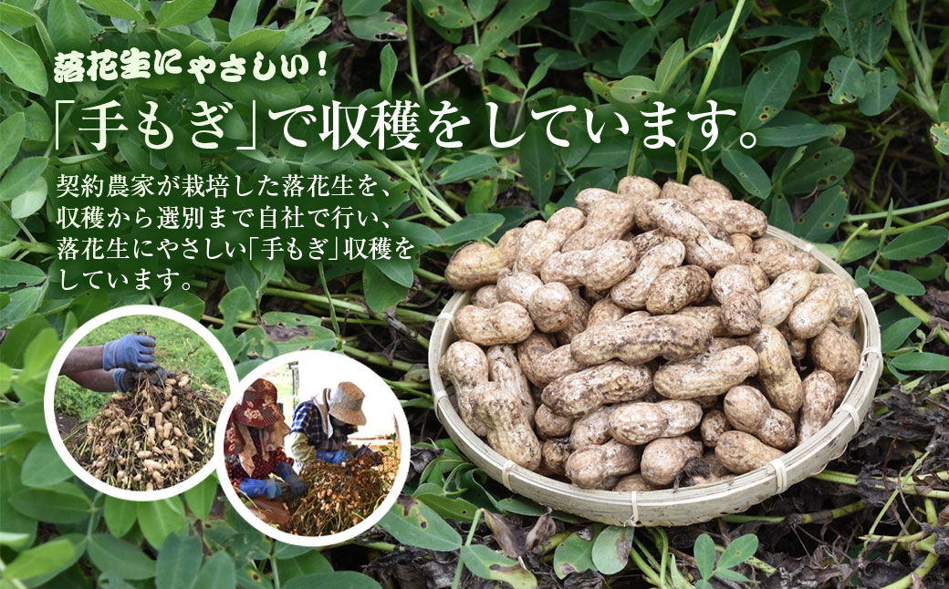 ★先行予約★【2026年9月上旬より順次発送！】とれたて新鮮! 生落花生 おおまさり 2kg 殻付き／らっかせい 落花生 生落花 掘り取り 手もぎ 新鮮 おやつ おつまみ お料理 ゆで落花生 ピーナッツ 千葉県 山武市 SMCK001