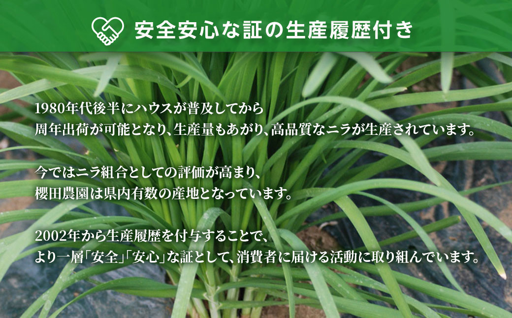【先行予約】【2026年7月から発送】肉厚・シャキシャキ! 朝採れ鮮度抜群! 櫻田さん家のニラ 1kg(100g×10束)、花芽入り（約300ｇ～400ｇ）SMCS003
