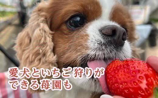 【12月上旬から発送】いちご狩りチケット（2名様分） いちご イチゴ 苺 イチゴ狩り いちご狩り体験 チケット 利用券 千葉県 山武市 SMQ001