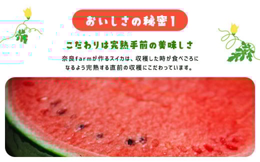 レッドサンスイカ（約8kg～約9.8kg×1玉） SMAF001