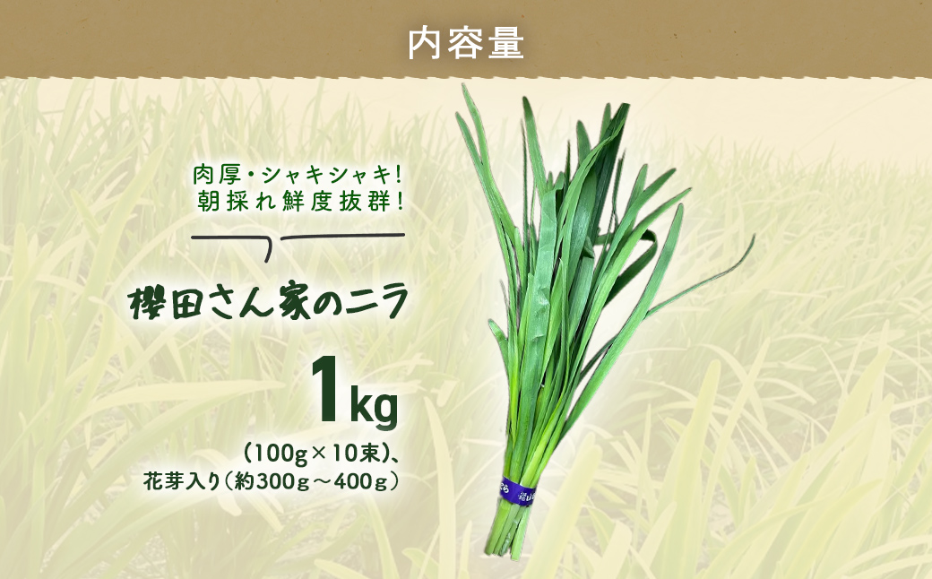 【先行予約】【2026年7月から発送】肉厚・シャキシャキ! 朝採れ鮮度抜群! 櫻田さん家のニラ 1kg(100g×10束)、花芽入り（約300ｇ～400ｇ）SMCS003