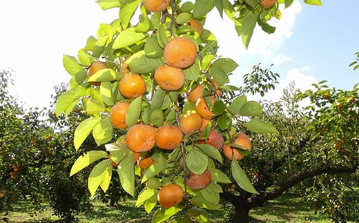 【2025年10月下旬発送開始】山武の柿 約8kg(24個入り×1箱)  SML001