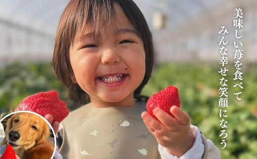 【1月から発送】山武市産 甘熟いちご 800g以上 おすすめの品種をお届け ／ふるさと納税 いちご イチゴ 苺 果物 くだもの フルーツ 旬のくだもの 季節のフルーツ 千葉県 山武市 SMB001