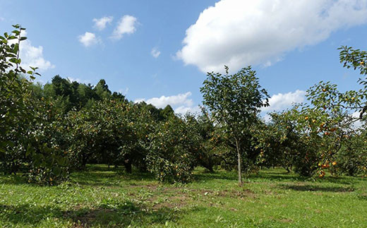 【2025年10月下旬発送開始】山武の柿 約8kg(24個入り×1箱)  SML001