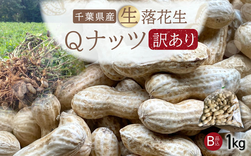 【先行受付・9月上旬より順次発送！】【訳あり】Qナッツ 生落花生 1kg ／ふるさと納税 落花生 生 生落花生 Qナッツ Qなっつ 新品種 希少 訳あり 訳アリ 家庭用 お徳用 旬 季節限定 あっさり 香ばしい 甘い 塩ゆで おやつ おつまみ 千葉県 山武市 SMAH015