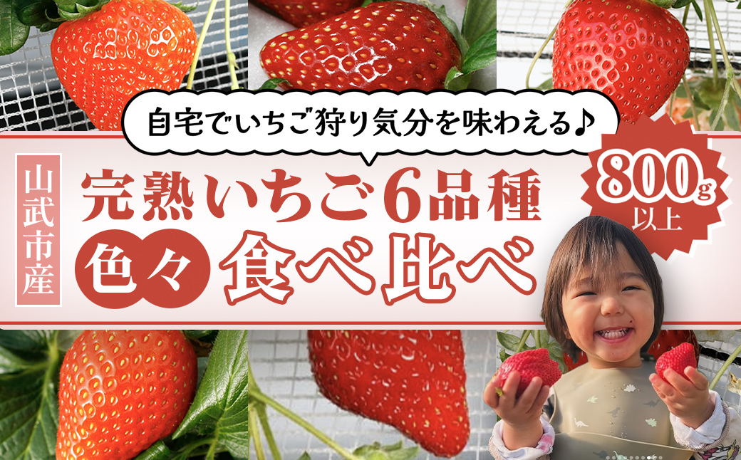 【1月から発送】自宅でいちご狩り気分! 完熟いちご6品種食べ比べセット 800g以上 ／いちご イチゴ 苺 果物 くだもの フルーツ 旬のくだもの 季節のフルーツ 食べ比べ 詰め合わせ セット 希少品種 千葉県 山武市 SMB002