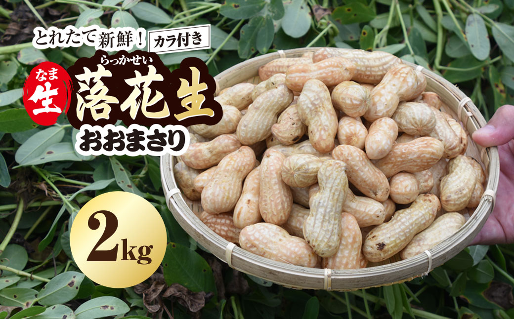 ★先行予約★【2026年9月上旬より順次発送！】とれたて新鮮! 生落花生 おおまさり 2kg 殻付き／らっかせい 落花生 生落花 掘り取り 手もぎ 新鮮 おやつ おつまみ お料理 ゆで落花生 ピーナッツ 千葉県 山武市 SMCK001