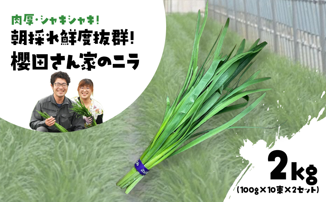 【先行予約】【12月から発送】肉厚・シャキシャキ! 朝採れ鮮度抜群! 櫻田さん家のニラ 2kg(100g×10束×2セット) SMCS002