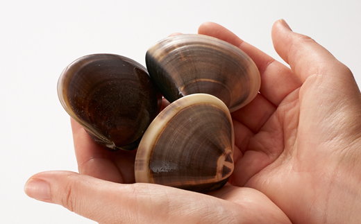 (( 訳あり ))　天然活はまぐり約1.5kg【配送不可地域：離島・沖縄県】