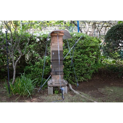 日本蜜蜂のはちみつ