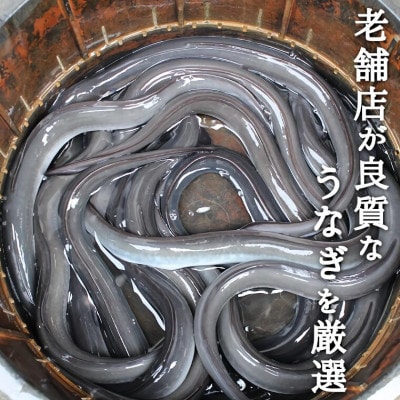 鰻の老舗　千葉県いすみ市藤井のうなぎ白焼き(3匹)【配送不可地域：離島・沖縄県】