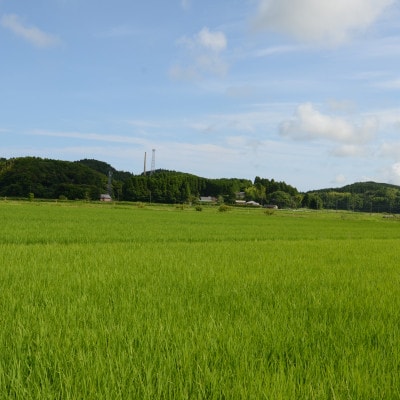 【JAいすみオリジナル】千葉県いすみ市産コシヒカリブレンド　精米20kg(10kg×2袋)