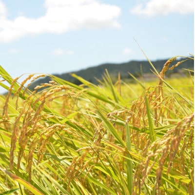 【令和5年産】　ふっくら大粒　千葉県いすみ市産粒すけ　精米5kg