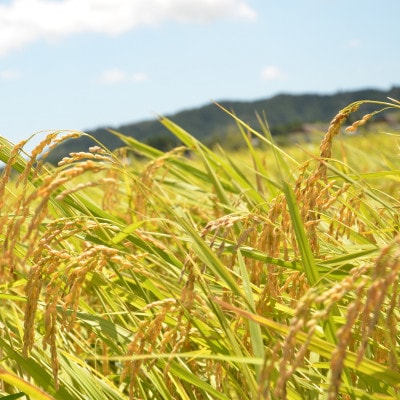 【令和5年産】　関東一早場米産地　千葉県いすみ市産　コシヒカリ精米10kg(5kg×2袋)