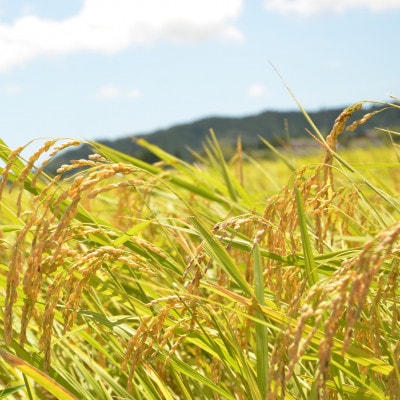 【令和5年産】　関東一早場米産地　千葉県いすみ市産　コシヒカリ精米5kg
