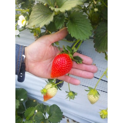 増田いちご園の大粒いちご　12粒×2パック【配送不可地域：離島】