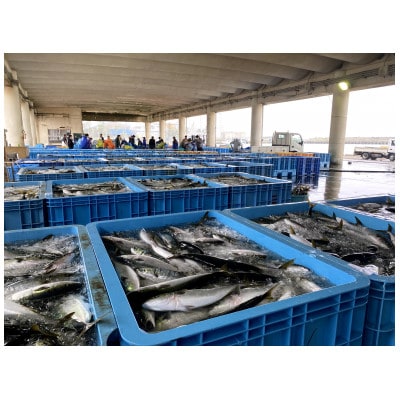 ISUMIんツアー  いすみ市　潮風を感じる!干物作り体験付き大原漁港スタディーツアー