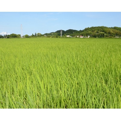 【毎月定期便】千葉県いすみ市産コシヒカリ10kg(5kg×2袋)全3回