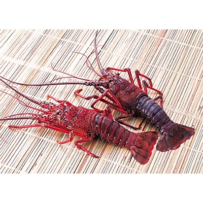 イセエビ干物セット(半身×6)　海の直売所 アルファ【配送不可地域：離島】