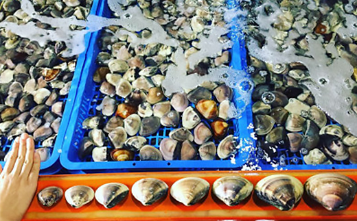 (( 訳あり ))　天然活はまぐり約1.5kg【配送不可地域：離島・沖縄県】