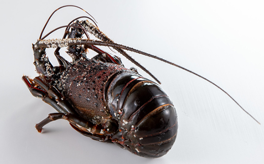 刺身用活〆冷凍伊勢海老420g【配送不可地域：離島】