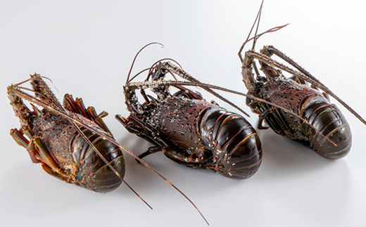 活〆冷凍伊勢海老600g【配送不可地域：離島】