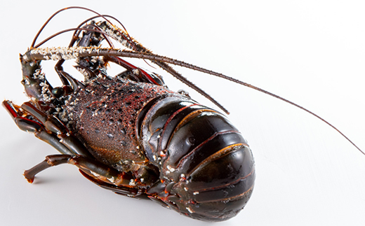 活〆冷凍伊勢海老 1.2kg【配送不可地域：離島】