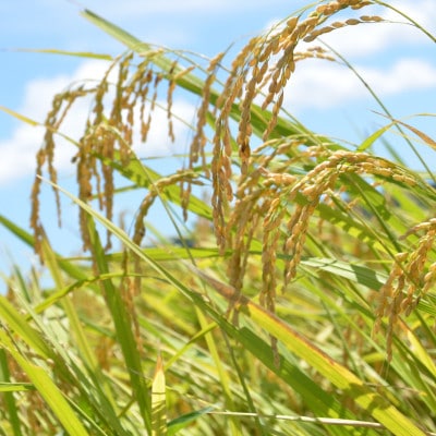 【JAいすみオリジナル】千葉県いすみ市産コシヒカリブレンド　精米20kg(10kg×2袋)