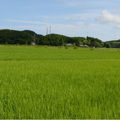 【令和5年産】　ふっくら大粒　千葉県いすみ市産粒すけ　精米5kg