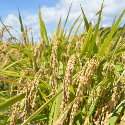 千葉県いすみ市産特別栽培米コシヒカリいすみっこ発芽玄米パックごはん170g×10パック　