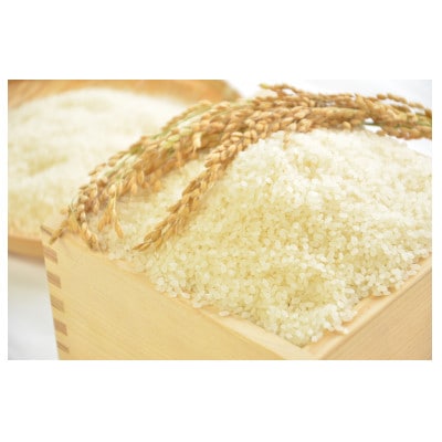 【令和5年産】　関東一早場米産地　千葉県いすみ市産　コシヒカリ精米10kg(5kg×2袋)