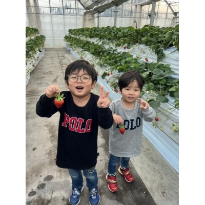 増田いちご園の大粒いちご　12粒×2パック【配送不可地域：離島】