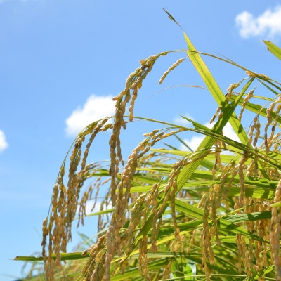 【千葉県いすみ市産】コシヒカリブレンド　精米20kg(10kg×2袋)