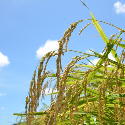 【令和7年産米】　ふっくら大粒　千葉県いすみ市産粒すけ　精米10kg(5kg×2袋)