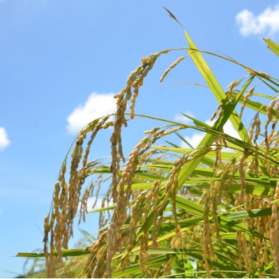 【令和7年産米】　千葉県いすみ市産　コシヒカリ精米10kg(5kg×2袋)