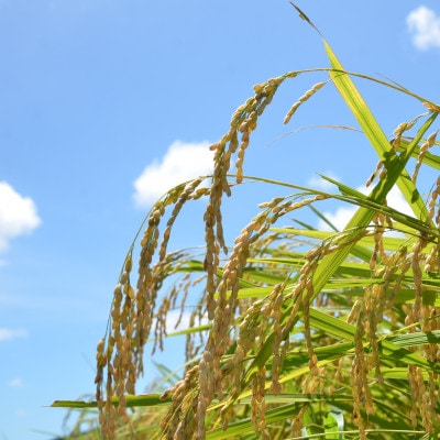 【令和7年産米】　千葉県いすみ市産　コシヒカリ精米5kg