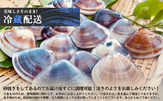 プロも認める活はまぐり 国産 天然 約5.4kg 千葉県 九十九里産【配送不可地域：離島・沖縄県】