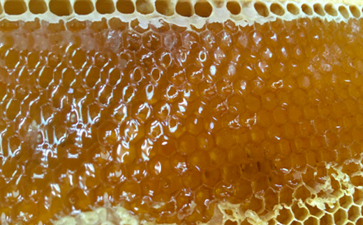 いすみ市の『ハチミツさん』160g×3個、40gx2個セット