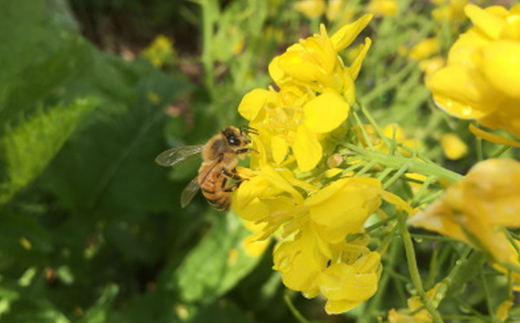 いすみ市の『ハチミツさん』160g×2個