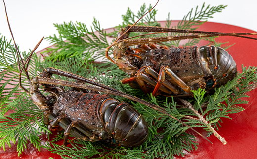 刺身用活〆冷凍伊勢海老420g【配送不可地域：離島】