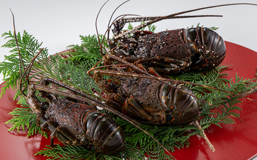 活〆冷凍伊勢海老600g【配送不可地域：離島】