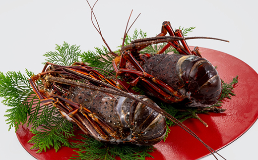 活〆冷凍伊勢海老 1.2kg【配送不可地域：離島】