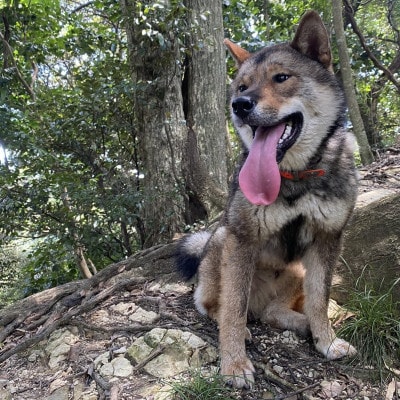 無添加骨付きジビエドッグフード　人も犬も安心して食べられるキョンの骨付き肉　500g×1パック【配送不可地域：離島】