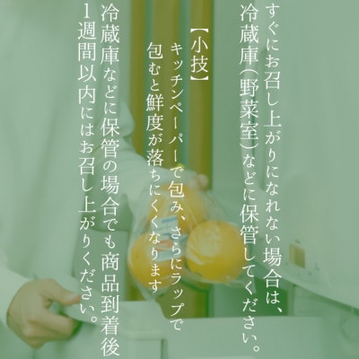 【2026年発送先行受付】いすみ市産あきづき梨　約5kg(11～12個)