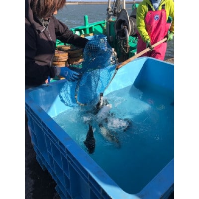 【いすみ市産】天然とらふぐ1尾盛り【配送不可地域：離島】